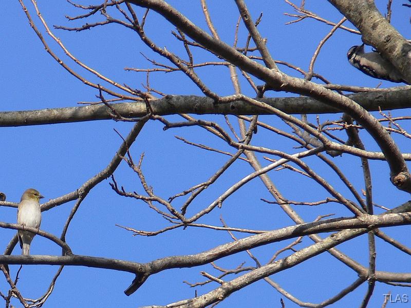 Goldfinch & Yellow-bellied Sapsucker 011208 026